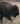 half a bison